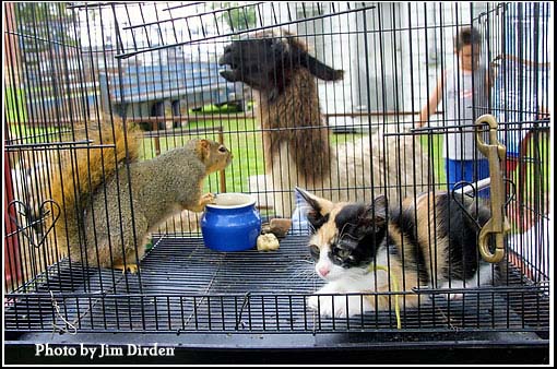 petting-zoo_wgff02_cd4_4715